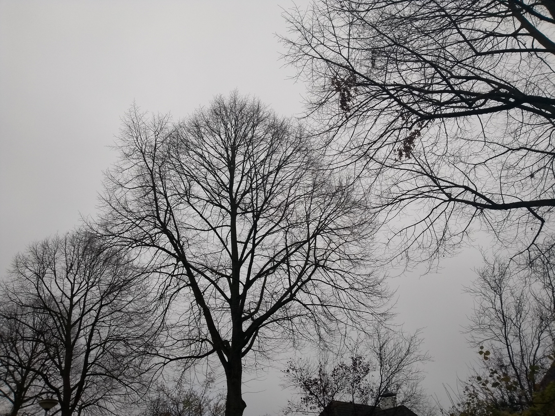 Scenic winter tree area setting under gray bright sky