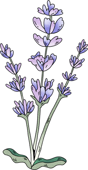 Cartoon Detailed Lavender