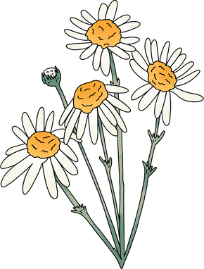 Cartoon Detailed Chamomile