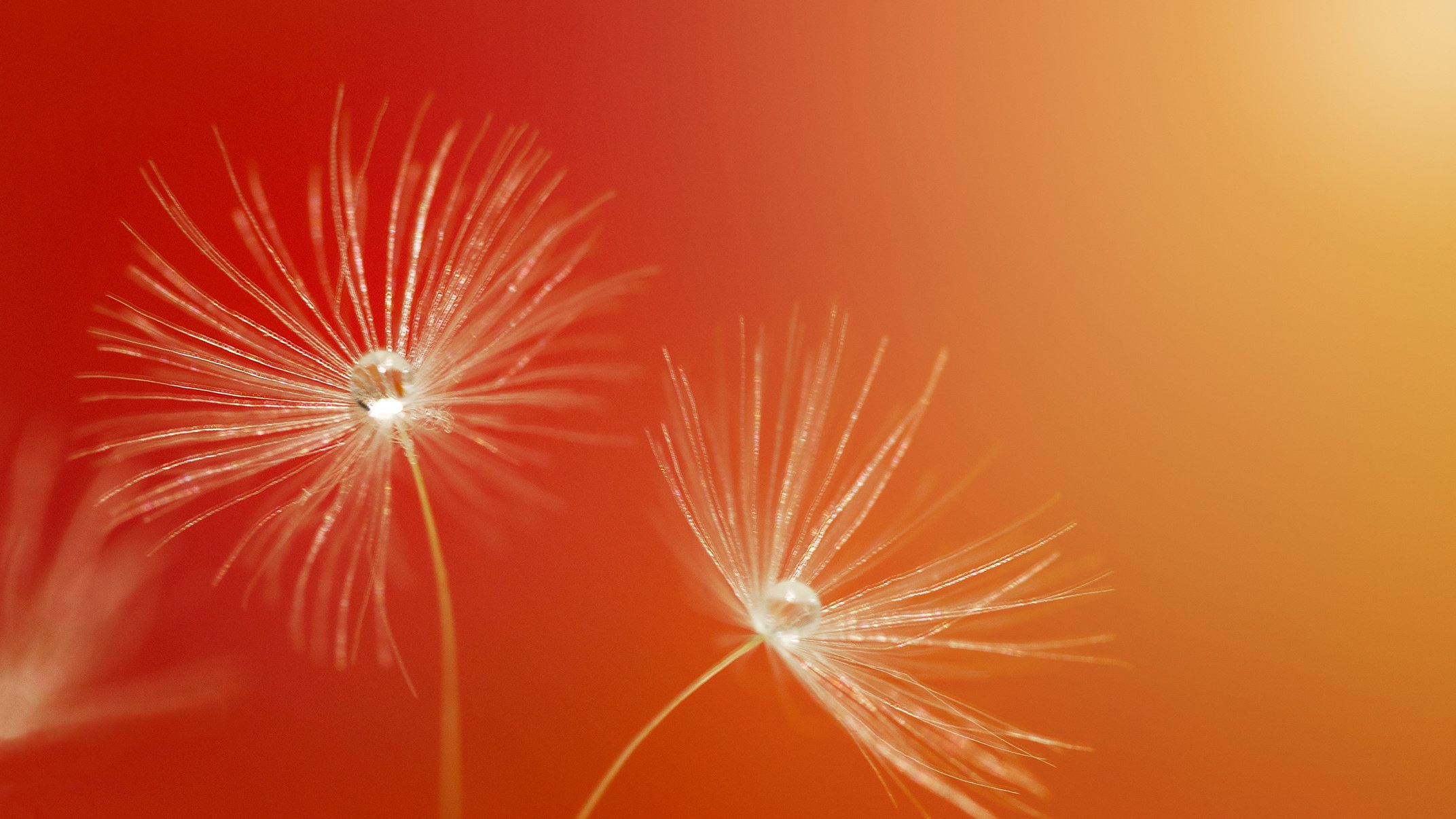 A drop of water on a dandelion seed.