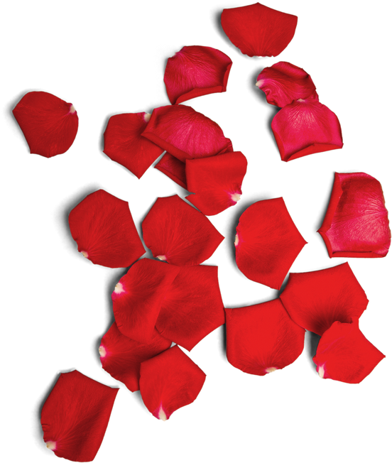 Red Rose Petals