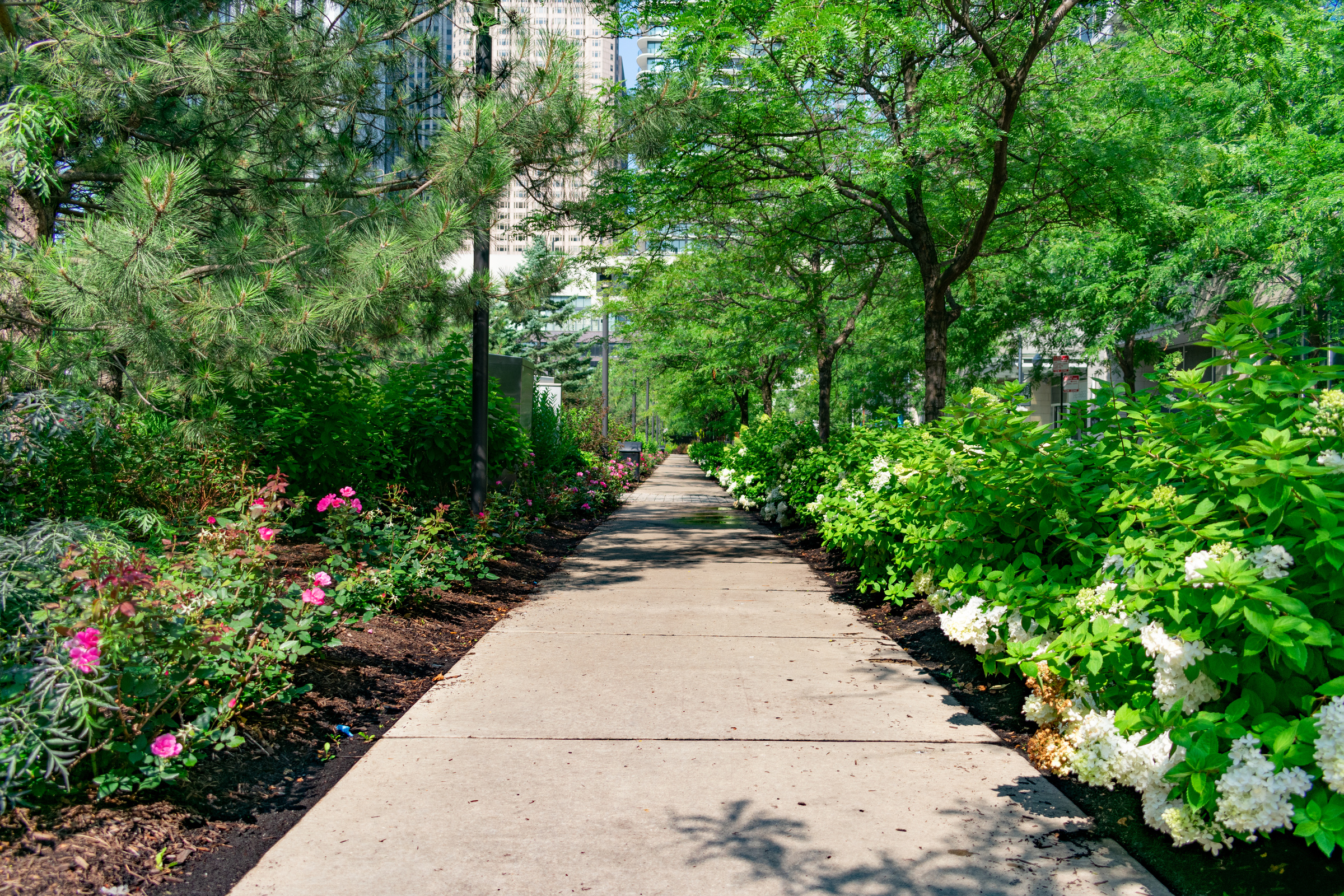 Sidewalk with Plants and Trees at Lake Shore East in Chicago