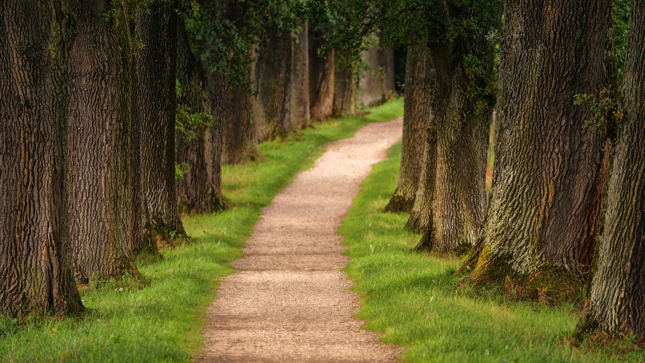 Pathway in Between Trees