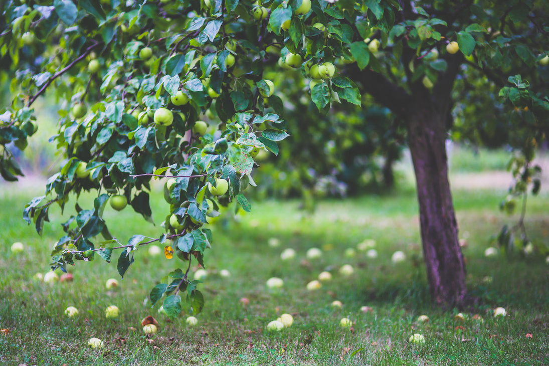 Apple tree