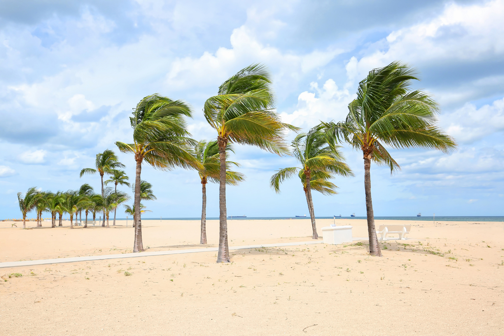 Hurricane force winds blow palm trees