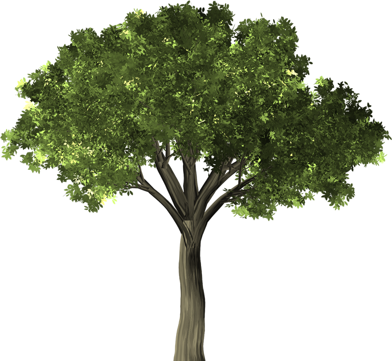 Illustration of a Tree