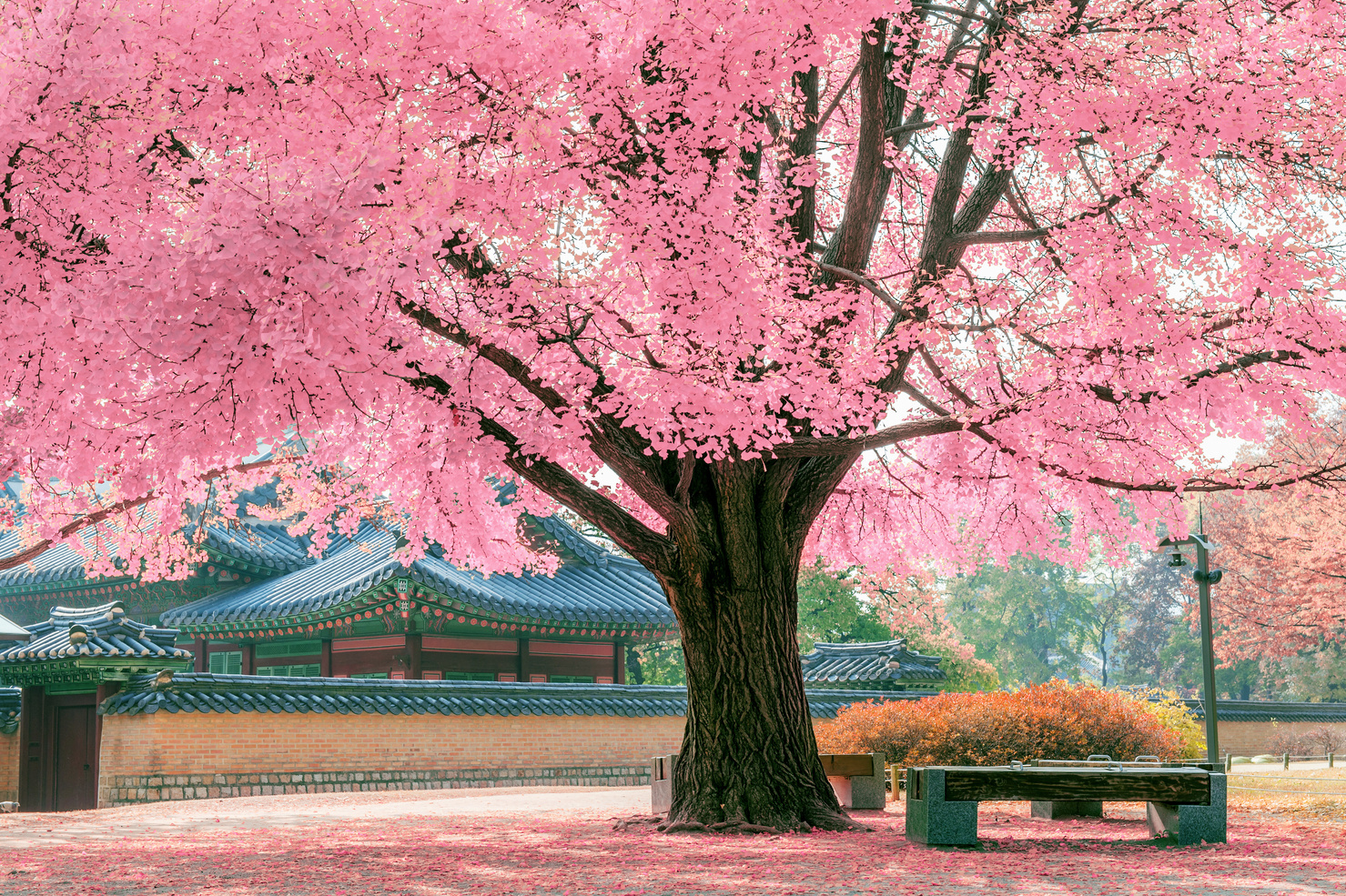 Pink tree.