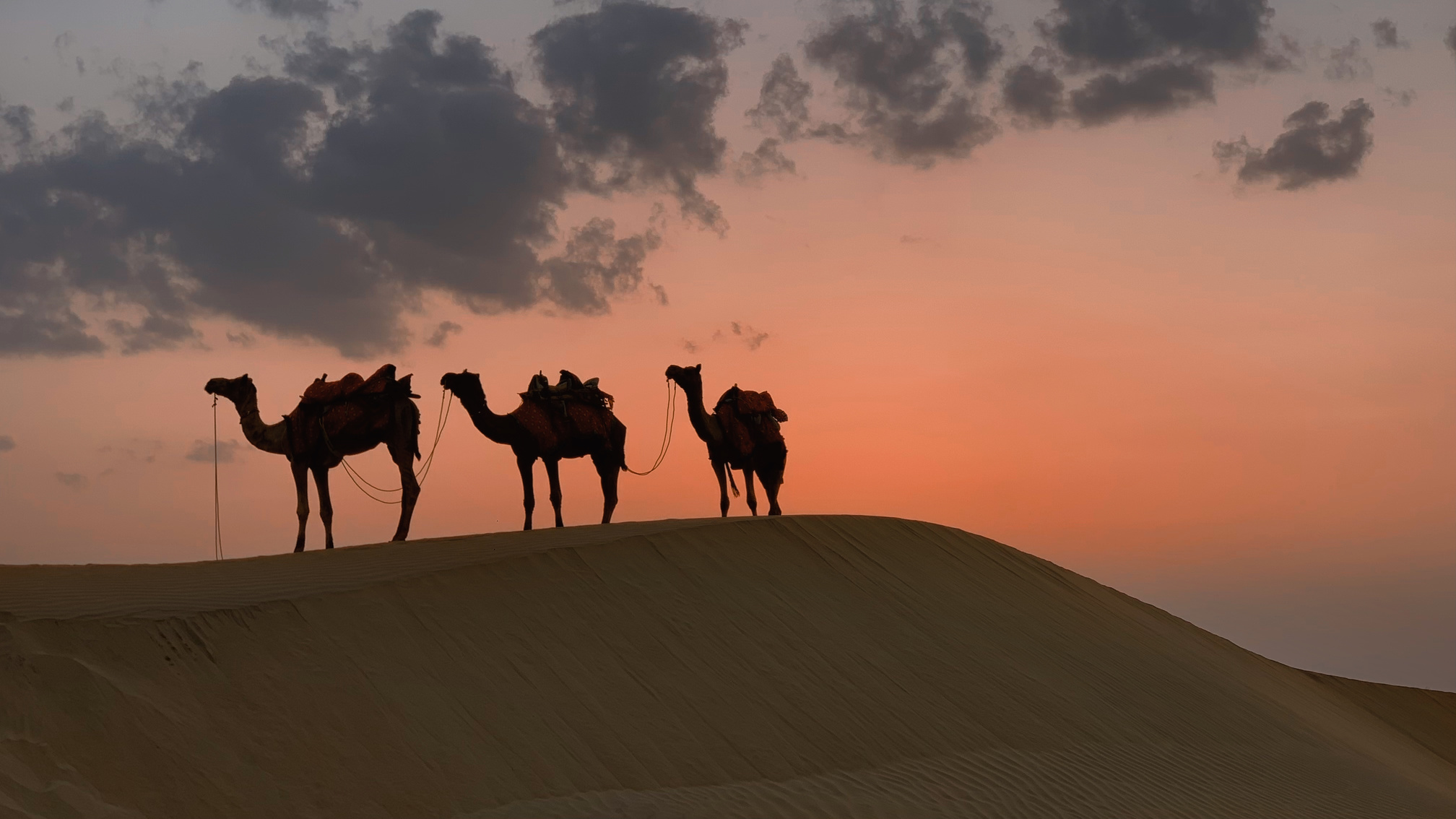 Camels on Desert